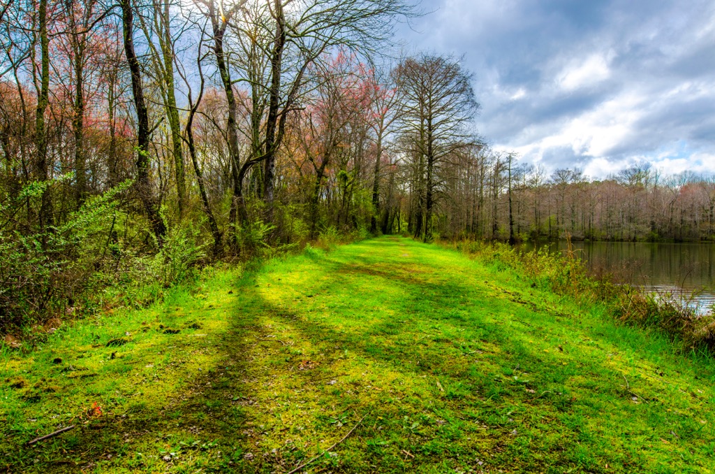 Holly Springs National Forest