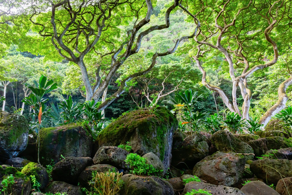 The lush greenery of Waimea Valley. Honolulu County
