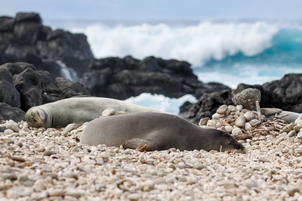 Monk seals are one of only two native mammals to call Oahu home. Honolulu County