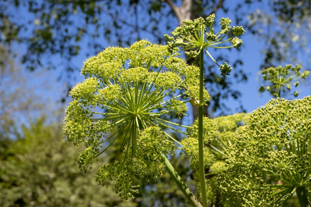 Norwegian angelica, or wild celery, features prominently in Nordic folk medicine and is said to help improve digestion and circulation. Hornstrandir