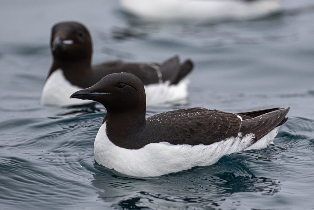 Brünnich's guillemots hold the record as the deepest diving seabird species, able to reach depths of over 200 m (656 ft) and stay underwater for up to 4 minutes. Hornstrandir