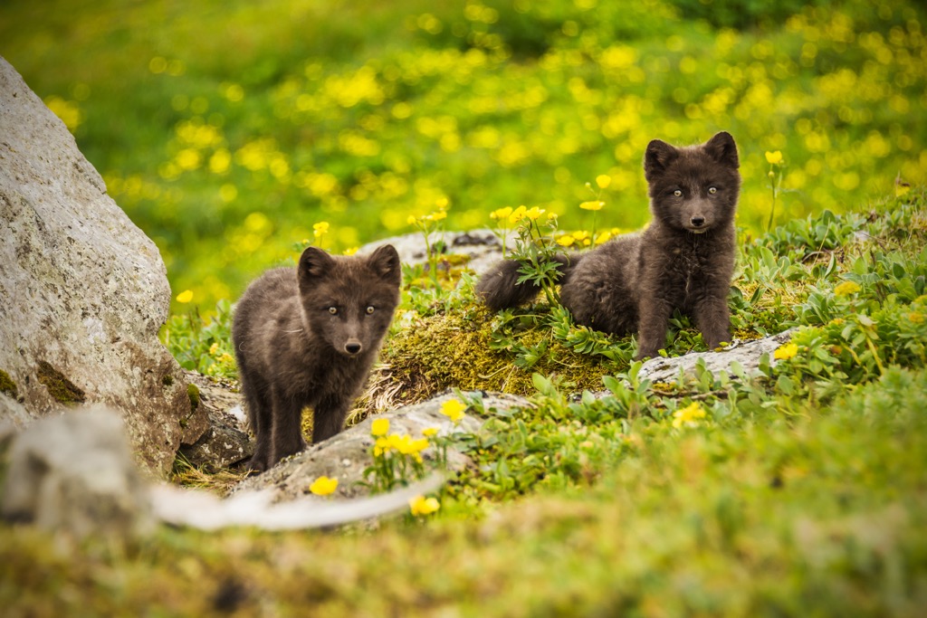 Iceland’s Arctic fox population numbers around 10,000 individuals. Hornstrandir