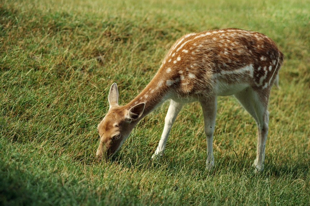 deer, Hotovë-Dangëlli National Park, Albania