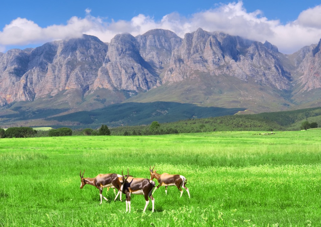 The Cape Fold Belt’s dramatic escarpment on display in the Hottentots-Holland Mountains. Hottentots-Holland