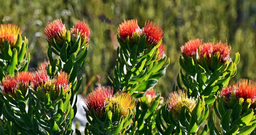 The floral diversity of the reserve is even more notable than the mountains. The Cape Floral Region is one of the world’s most biodiverse regions. Hottentots-Holland