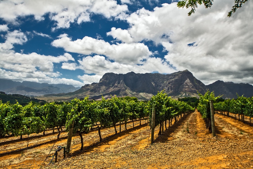 Franschhoek is defined by rows of grapes against the backdrop of mountains. Hottentots-Holland