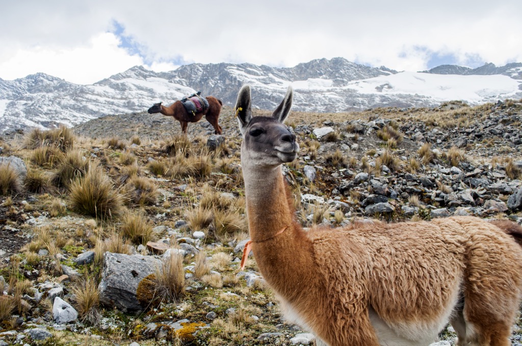 Vicuña, Huaytapallana Regional Conservation Area, Peru