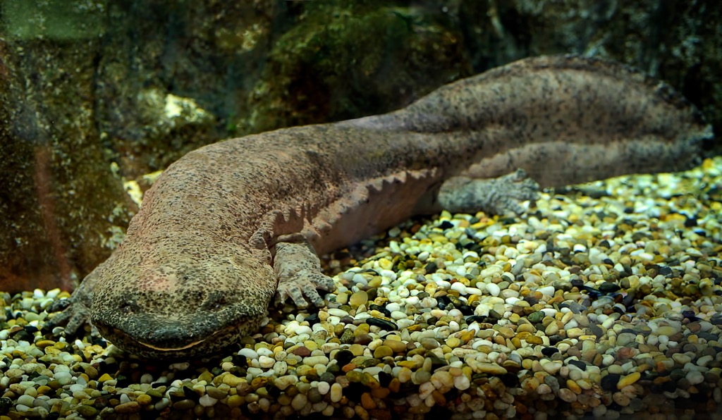 The Chinese giant salamander. Hunan