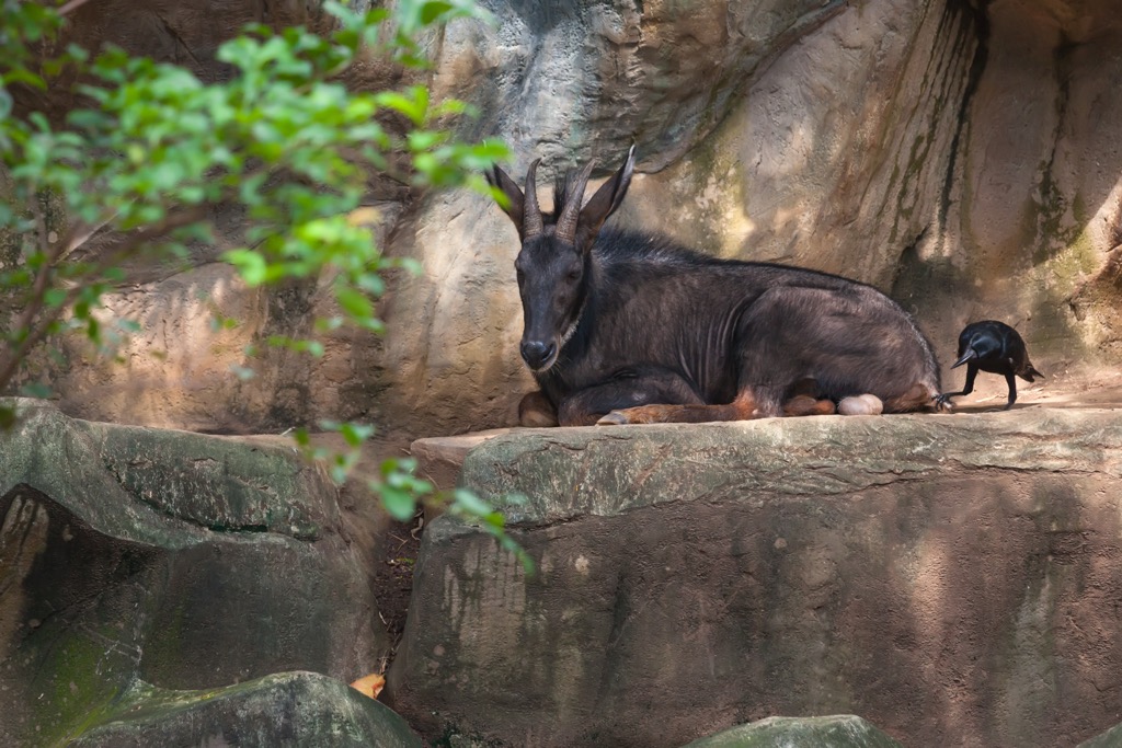 Chinese serow. Hunan