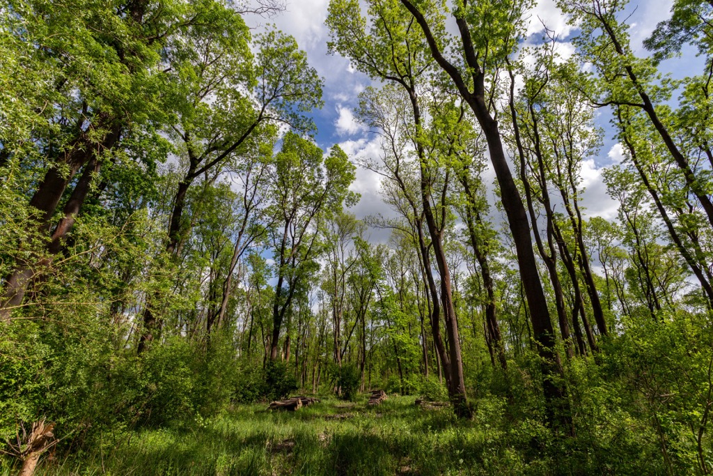 forest near the village Ocsa, Hungary