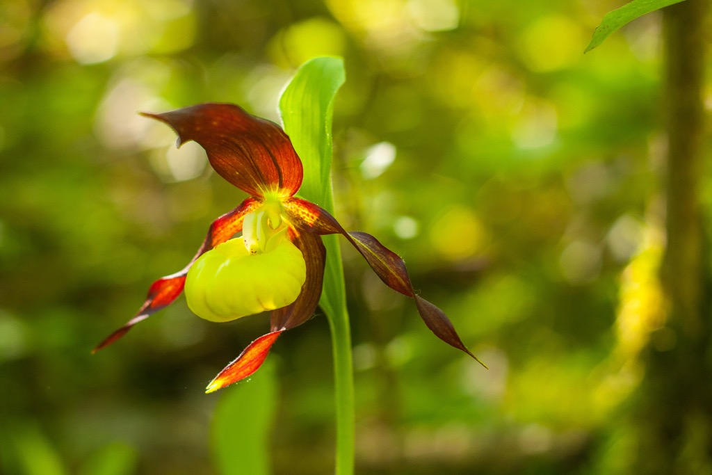 Cypripedium calceolus is a lady's-slipper orchid, Hungary
