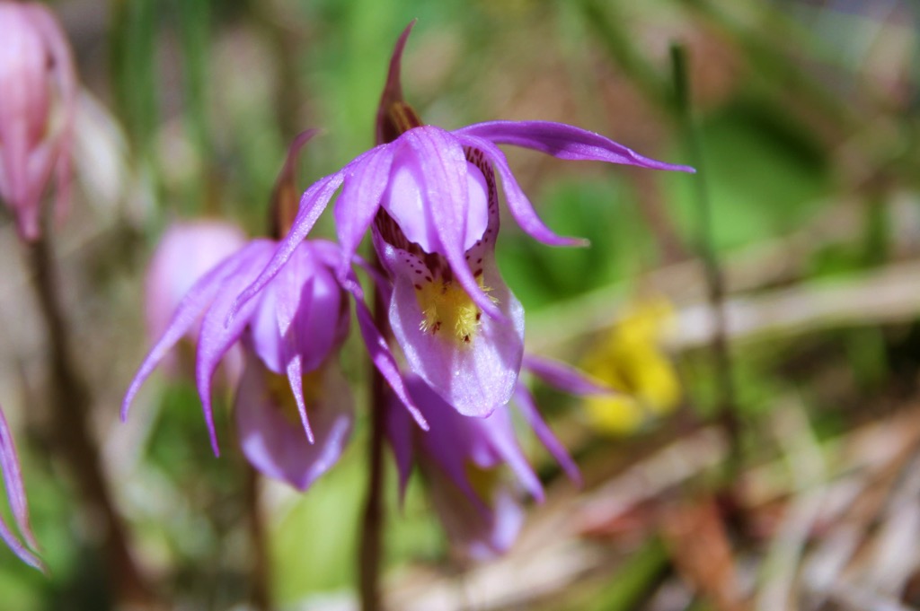 Hyalite-Porcupine-Buffalo Horn Wilderness Study Area, Montana