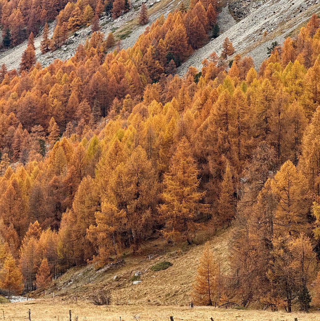 Fall Foliage in Europe