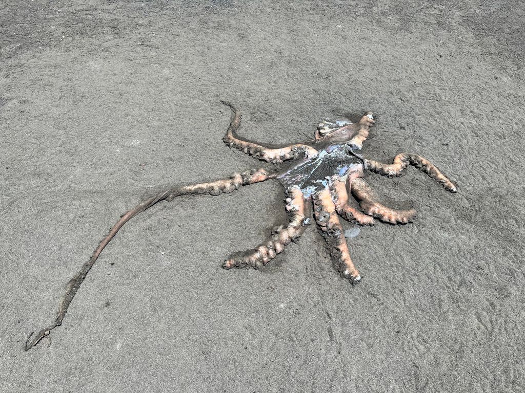 The tide washed in this fascinating creature, known as the Octopus. Photo: Sergei Poljak. Backpacking California’s Lost Coast Trail