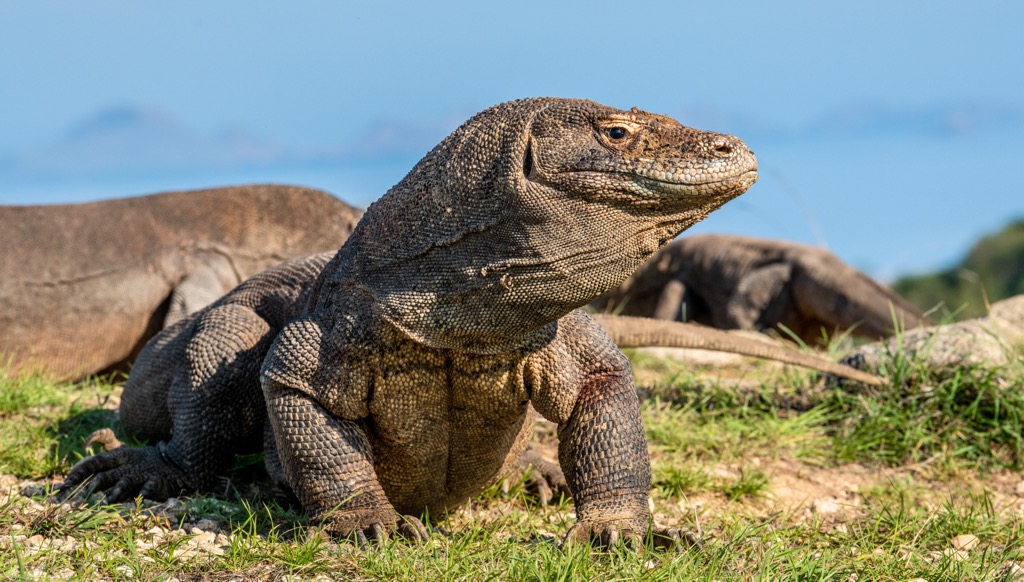 Komodo Dragon on Rinca Island, Indonesia