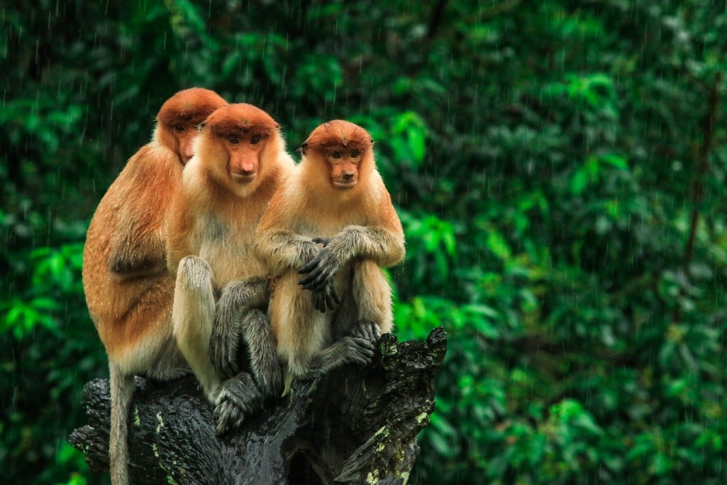 Proboscis Monkeys, Indonesia