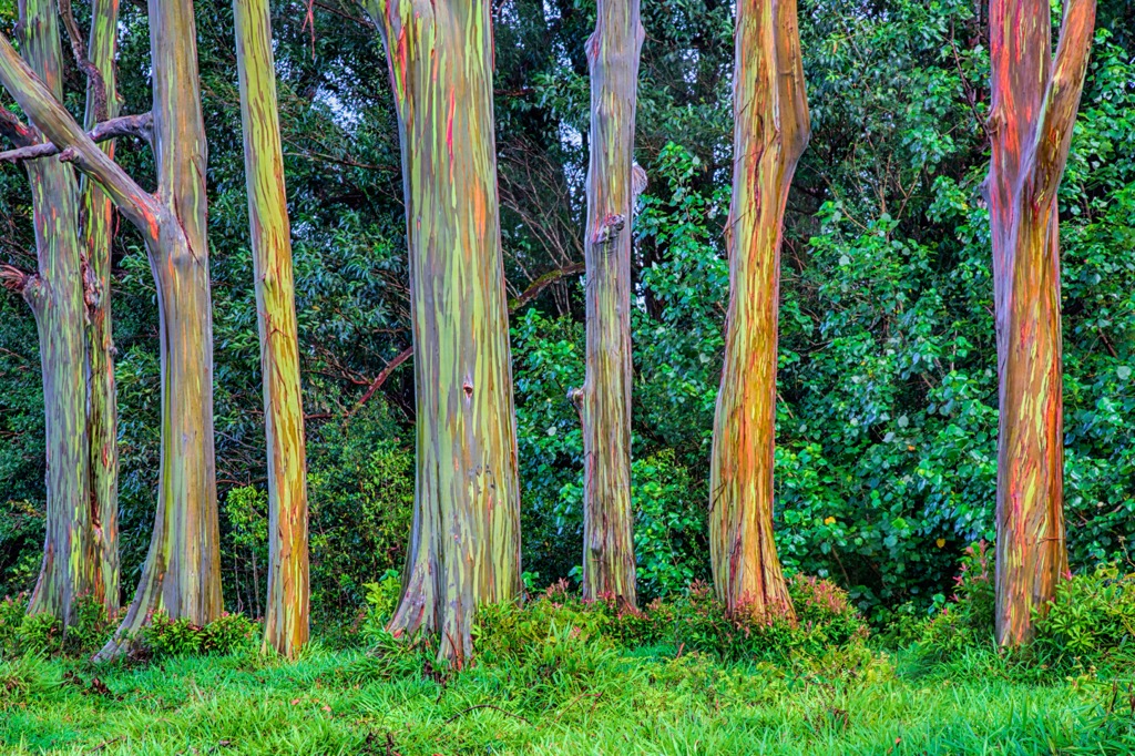Rainbow eucalyptus trees,Indonesia