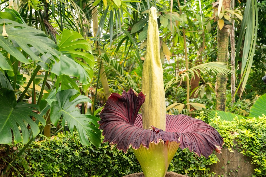 Sundaland, Titum arum flower,Indonesia