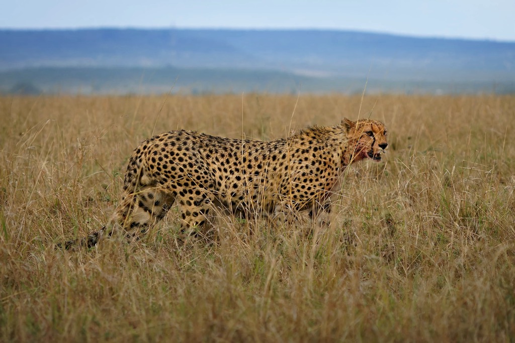 Cheetah Acinonyx jubatus, Iran