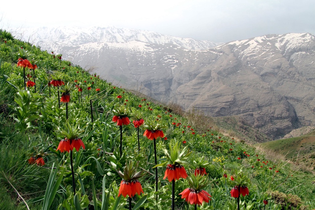 Crown Imperial flowers, Iran