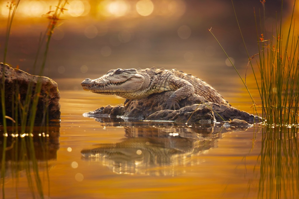 Marsh Crocodile, Iran