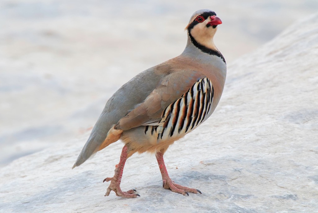 chukar partridge, Iraq