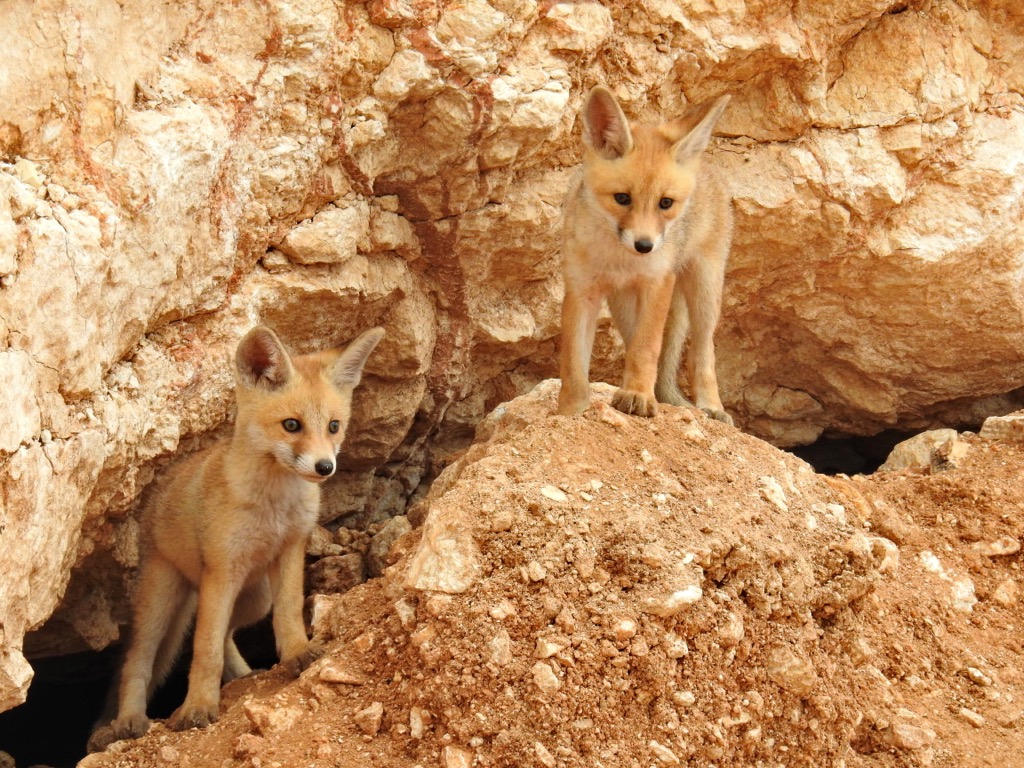 desert foxes, Israel