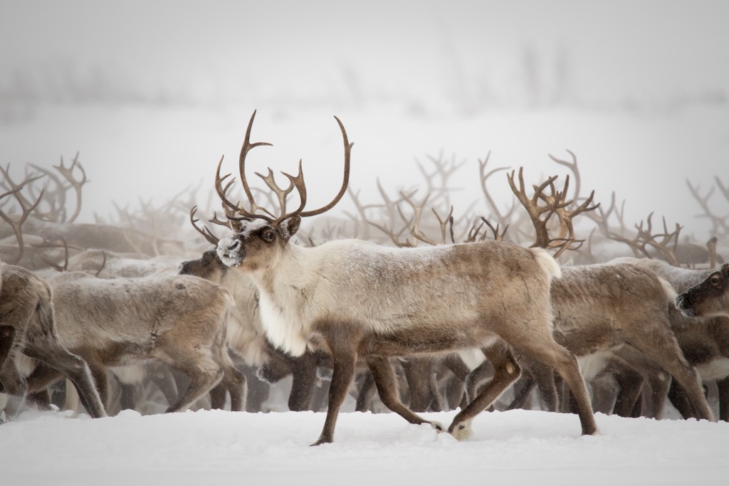Reindeer, Ivvavik National Park, Yukon, Canada