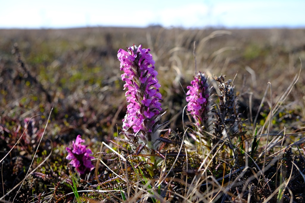 First flowers of the Arctic summe, Ivvavik National Park, Yukon, Canada