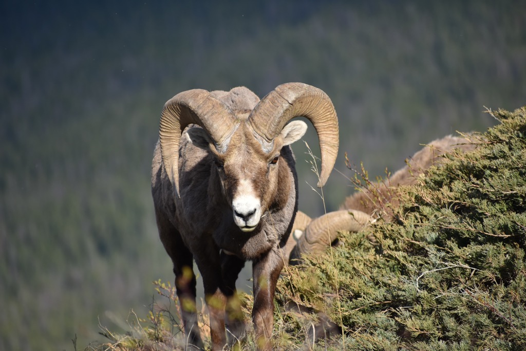 Jacques Range, Alberta