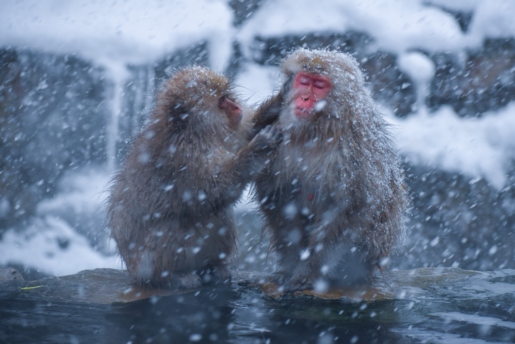 Snow monkeys enjoying a repose in the onsens. Japan Skiing