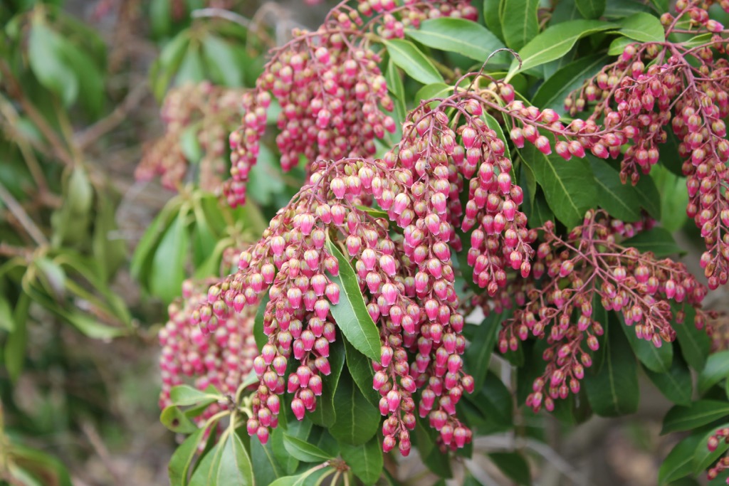 Japanese andromeda, Xiangyang Forest Recreation Area, Taitung City, Taiwan