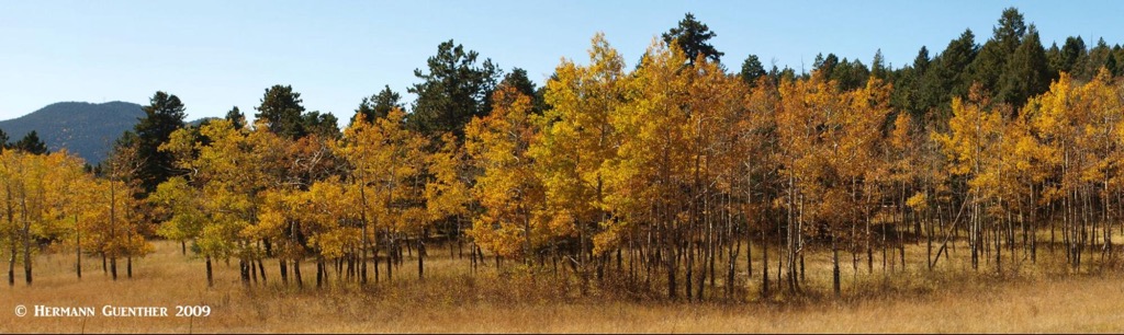 Aspen Grove in Meyer Ranch Park, Jefferson County, Colorado