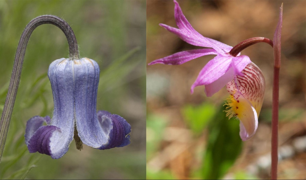 Wildflowers in Jefferson County, Colorado