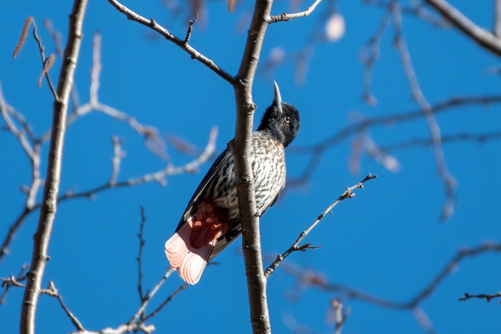Jiupeng Great Desert, Taiwan