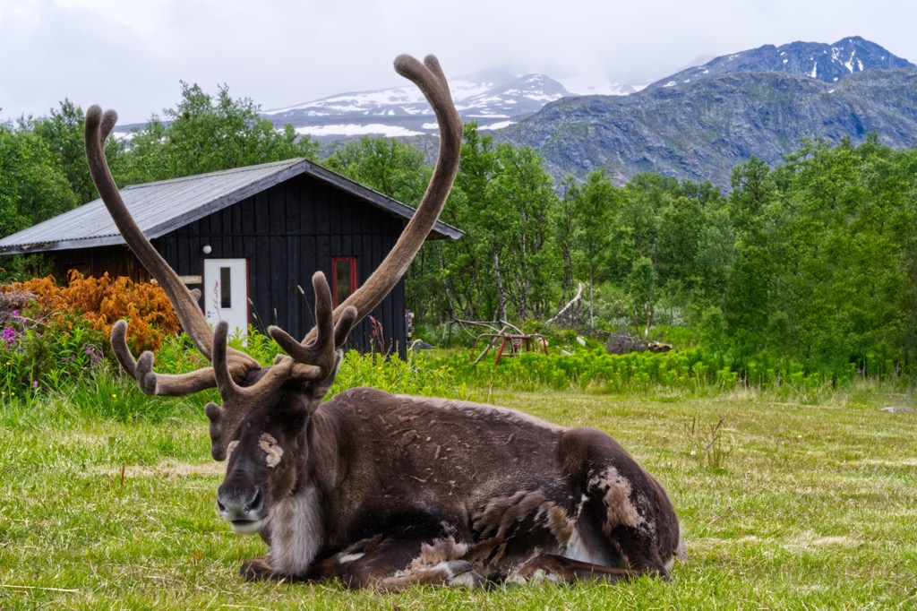 Wild reindeer, Jotunheimen National Park, Norway