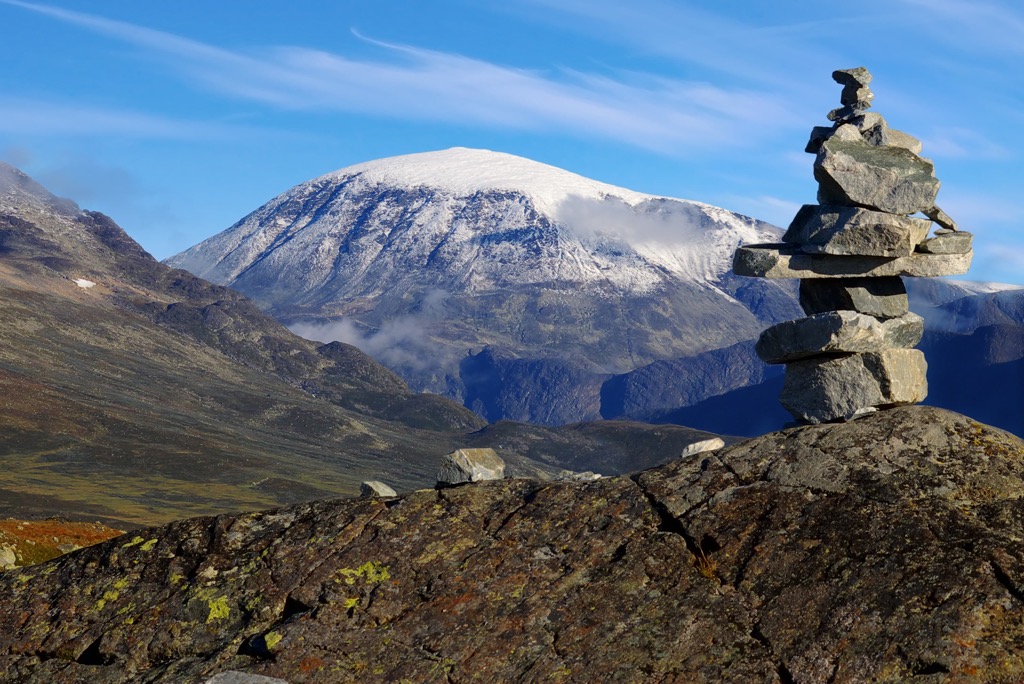 Wild reindeer, Jotunheimen National Park, Norway