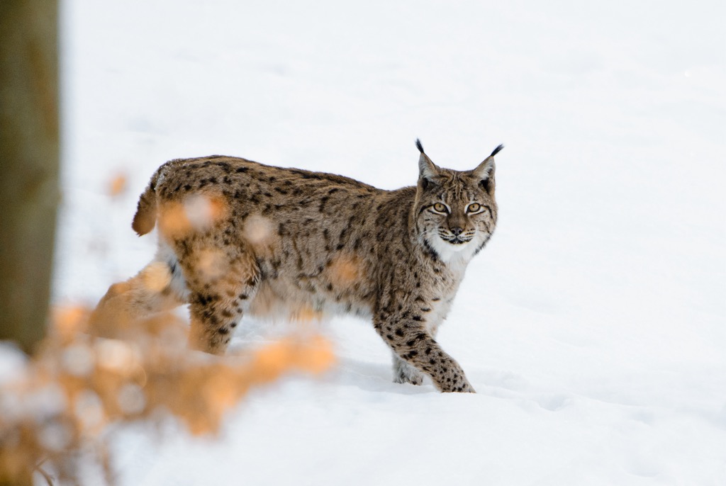 A Eurasian lynx in Switzerland. Jura Vaudois
