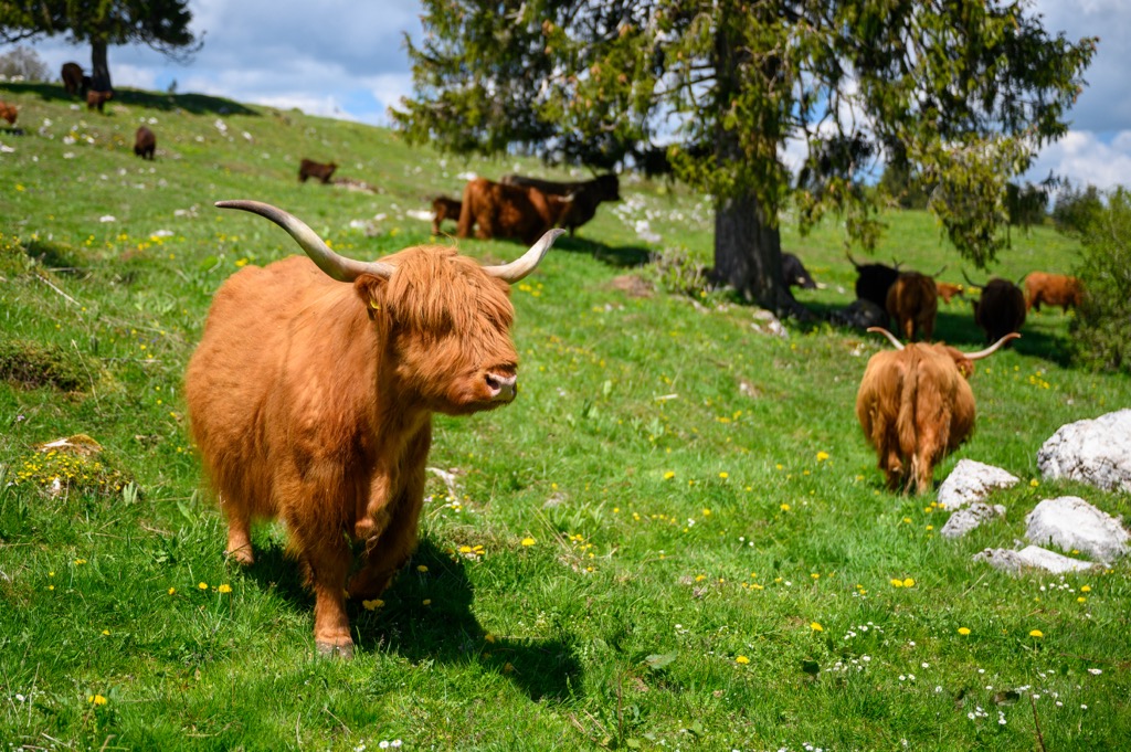 Highland cattle in the Swiss Jura. Jura Vaudois