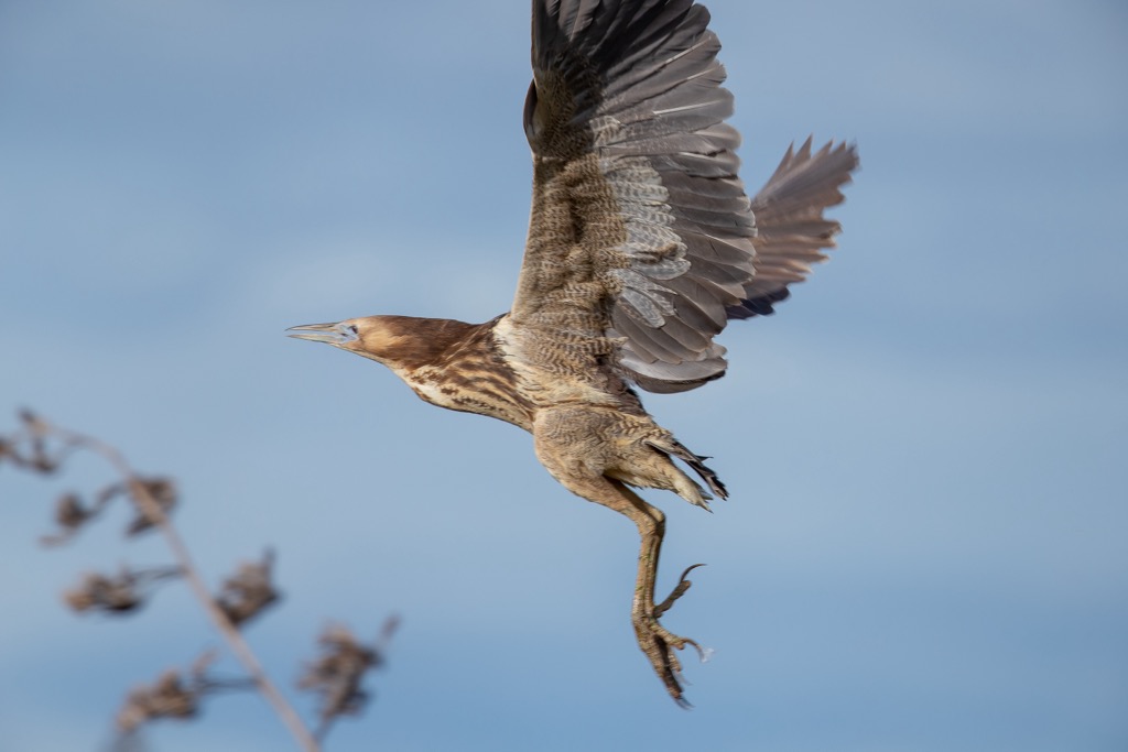 Australasian bittern, Kahurangi National Park, New Zealand