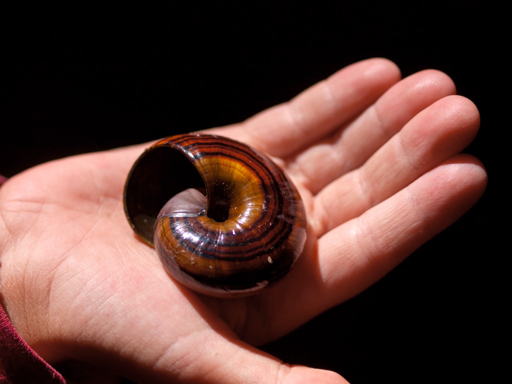 giant powelliphanta, Kahurangi National Park, New Zealand
