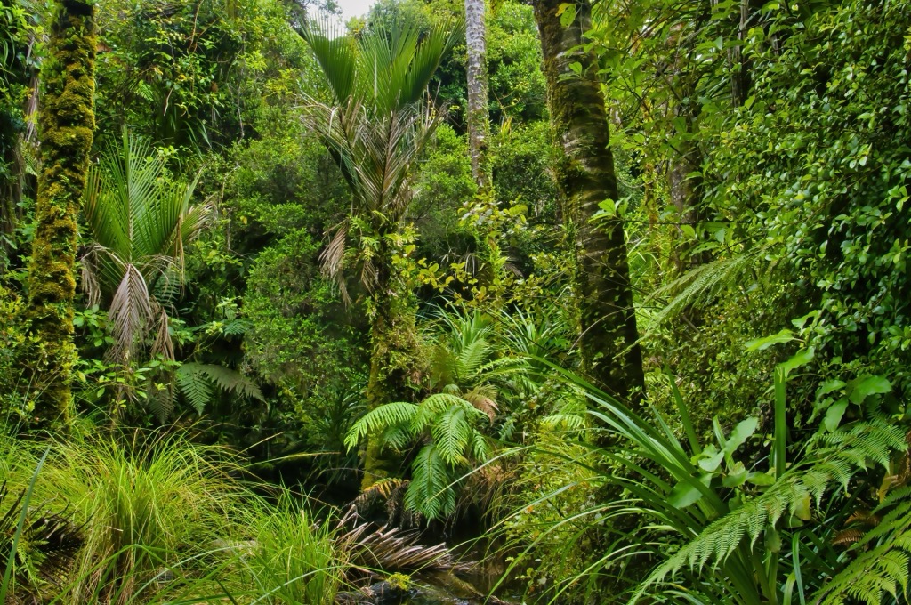 rainforest showcasing Nikau palms, Kahurangi National Park, New Zealand