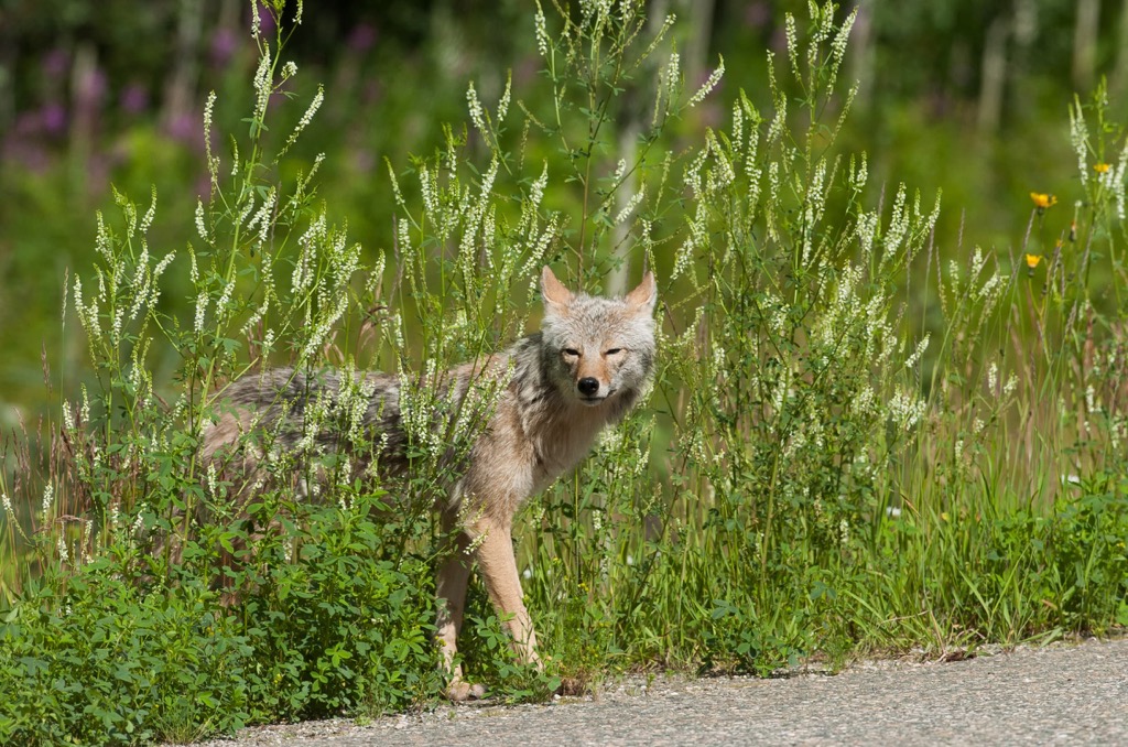 Coyote, Kakwa Wildland Provincial Park, Alberta
