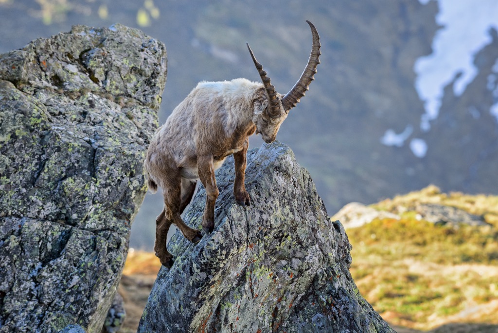 Once nearly extirpated from the Alps, the Ibex has been successfully recolonized to many parts of the range, including the Kalkkögel. Kalkkogel