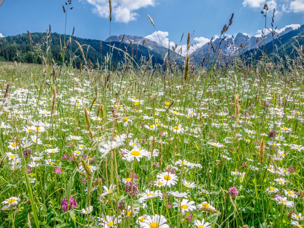 Summer wildflowers in the Kalkkögel. Kalkkogel