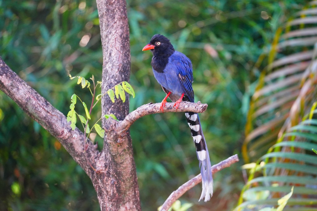 Baiyue, Taiwan, Kaohsiung City