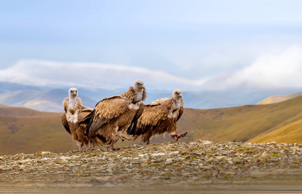 Himalayan griffons, Karakoram