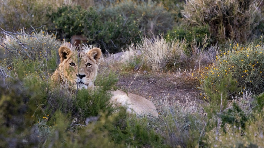 A lioness in Karoo National Park. Karoo National Park