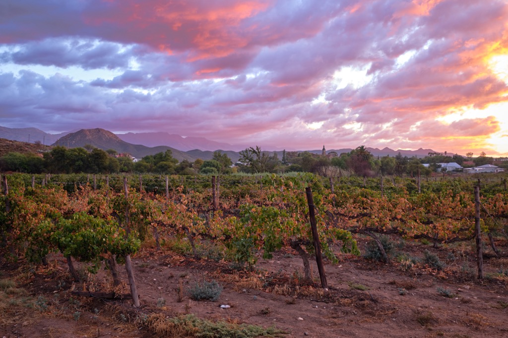 A Calitzdorp vineyard. Karoo National Park