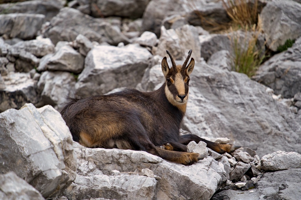 A chamois in the Karwendel Mountains. Karwendel